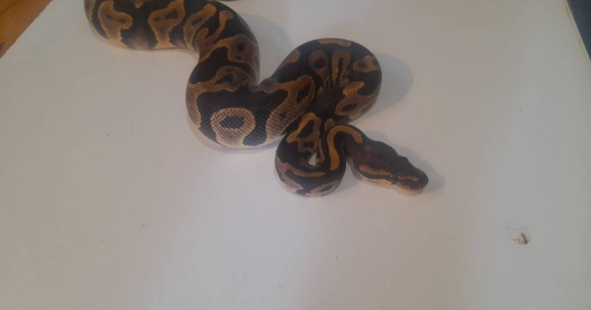 Leopard ball python - Ball Python (Python regius) - Beautiful Creatures ...