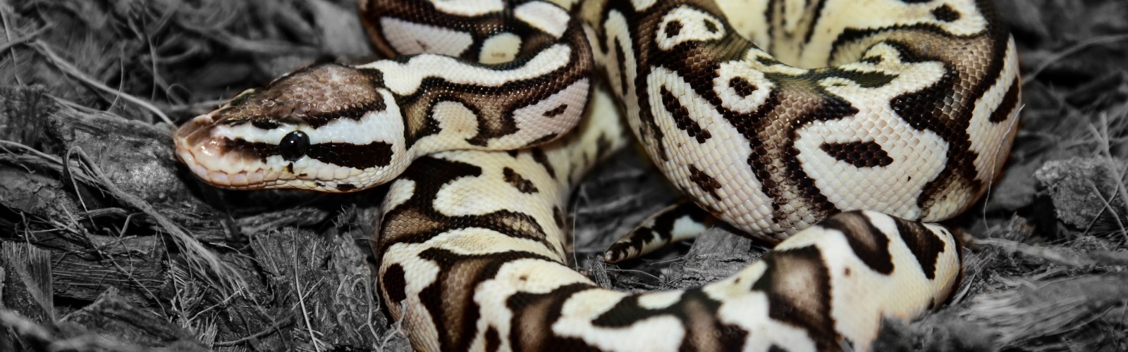 Top Snake cover