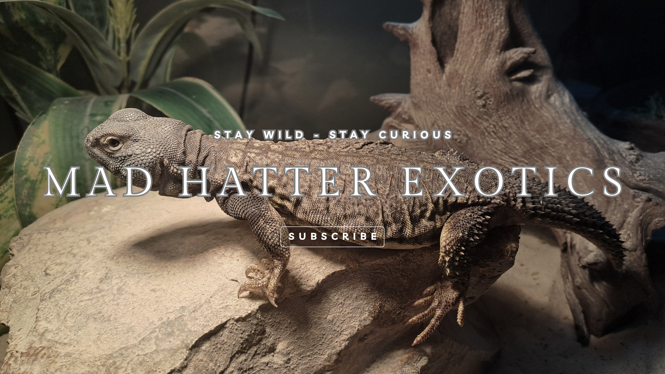 Mad Hatter Exotics cover