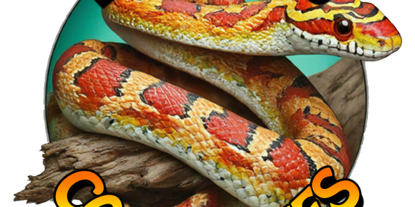 Bryan's Cornsnakes & Exotics