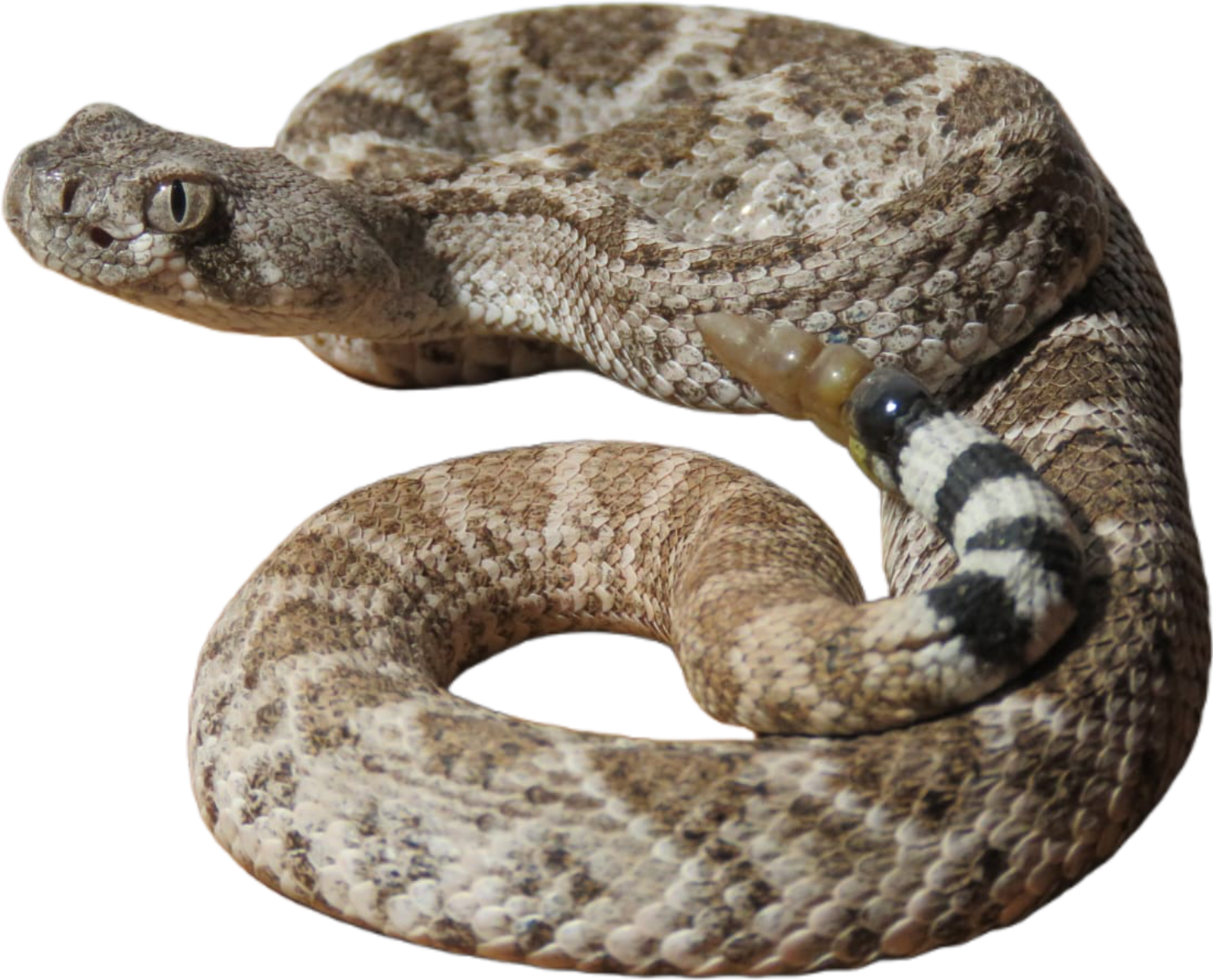 The snake Hut photo 1