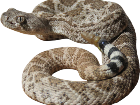 The snake Hut photo 1