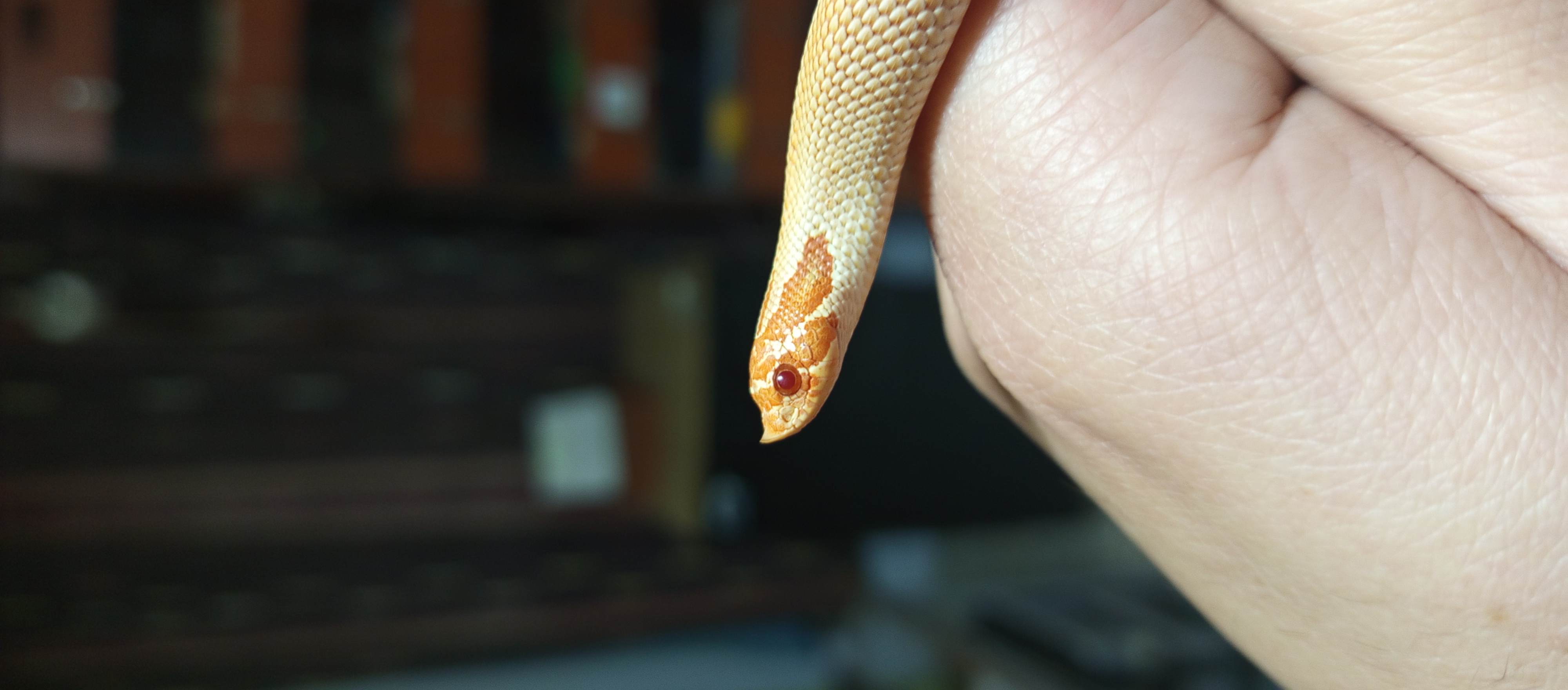 The snake Hut photo 2