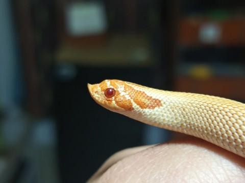 The snake Hut photo 2