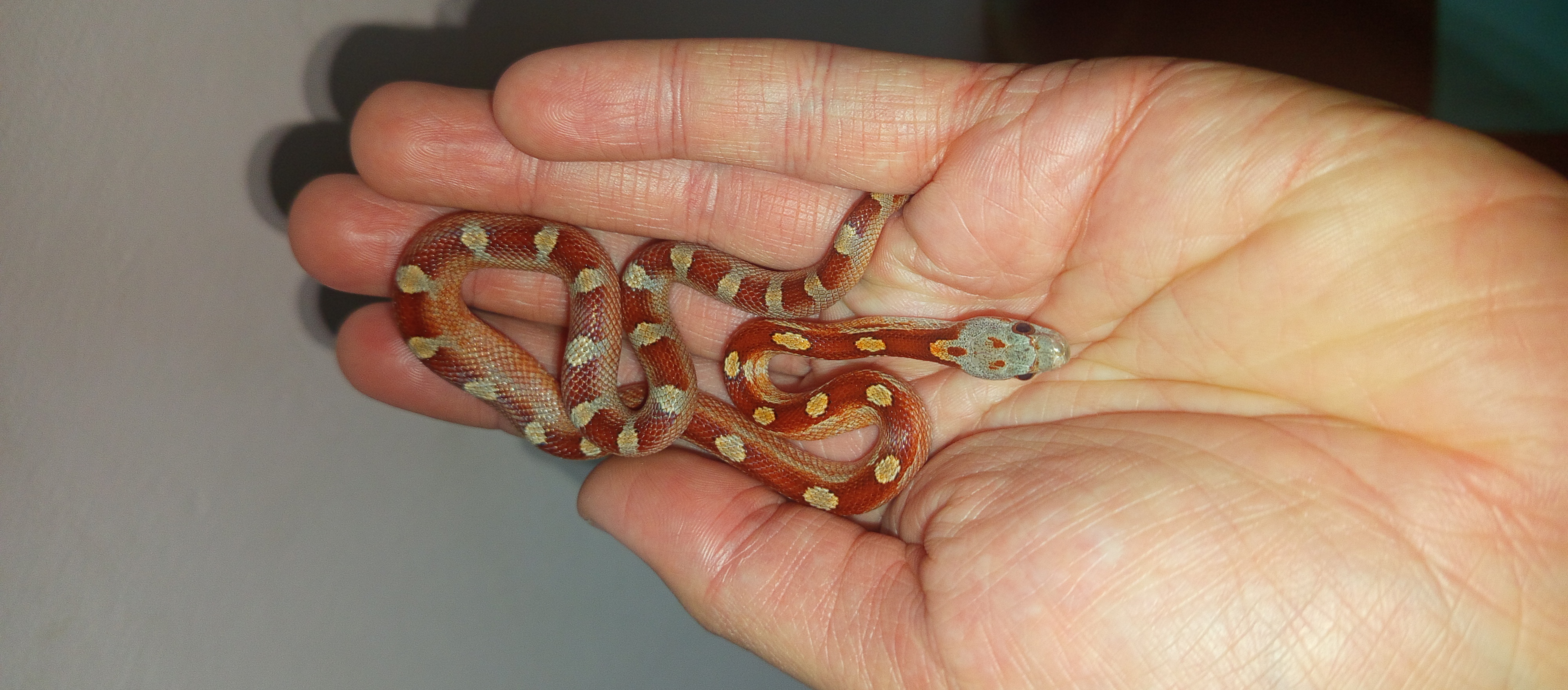 The snake Hut photo 3