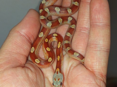 The snake Hut photo 3