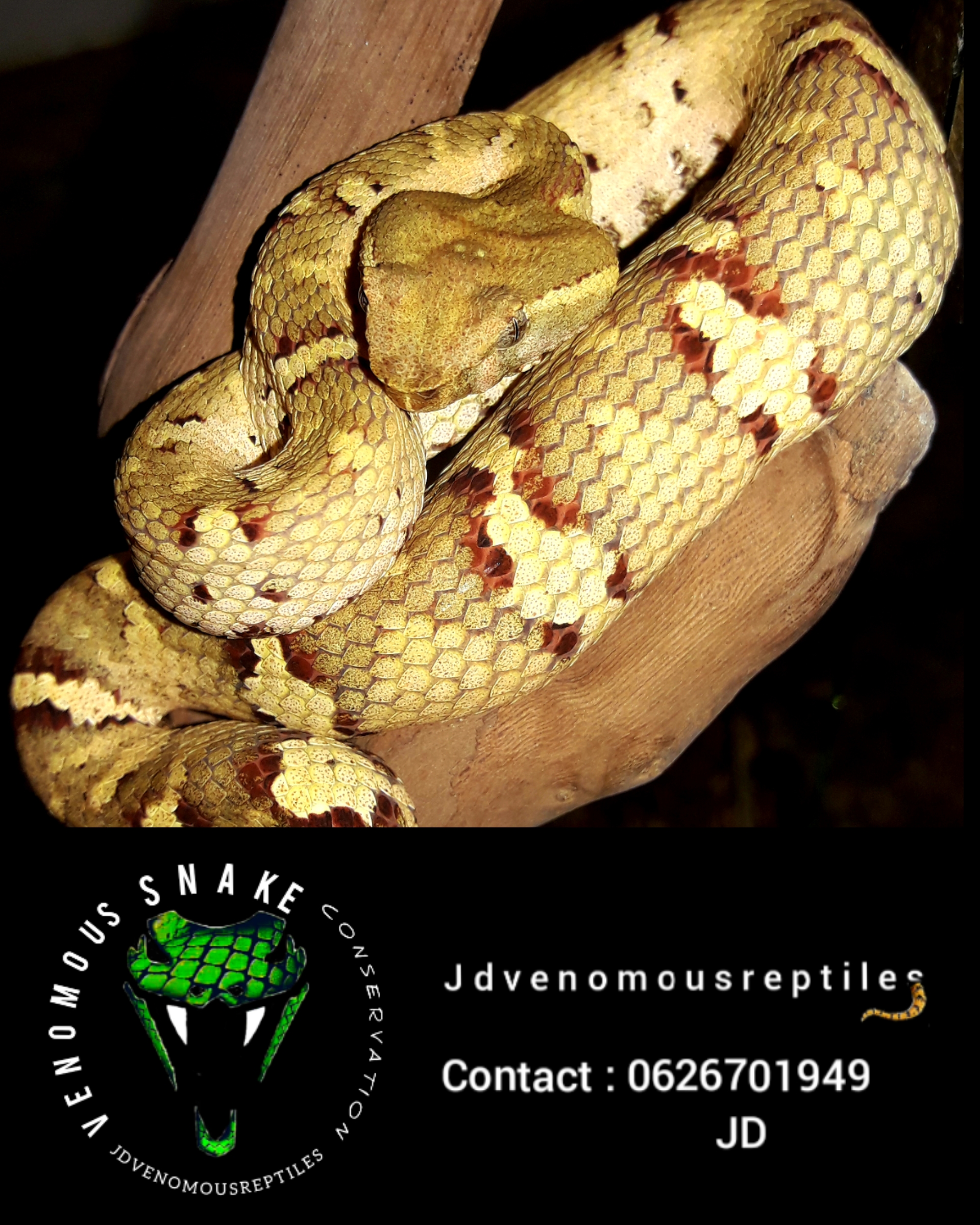 Jdvenomousreptiles photo 1