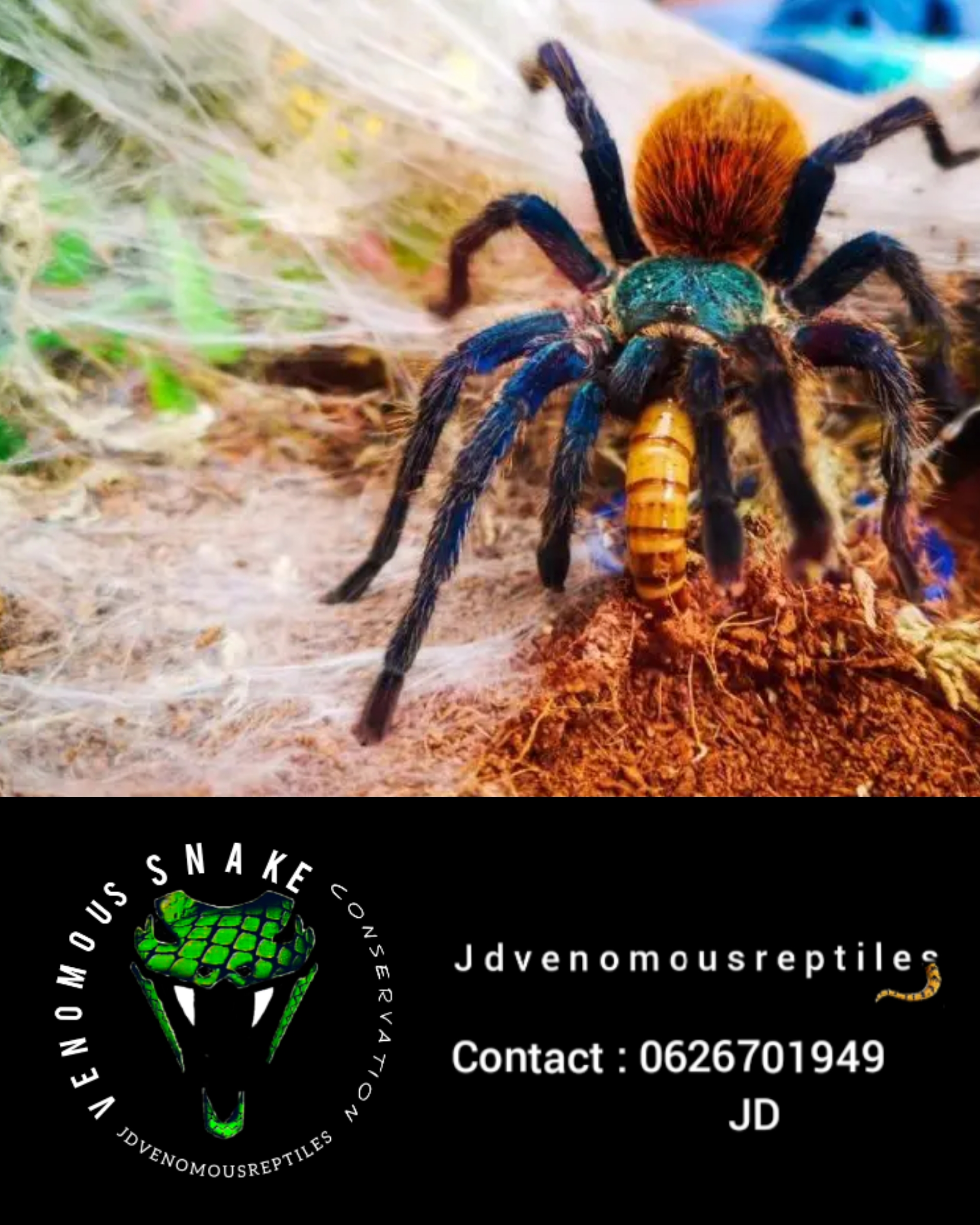 Jdvenomousreptiles photo 2