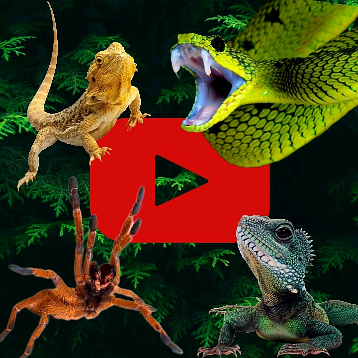 Jdvenomousreptiles photo 5