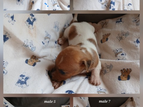 Dog — Jack Russell male puppies