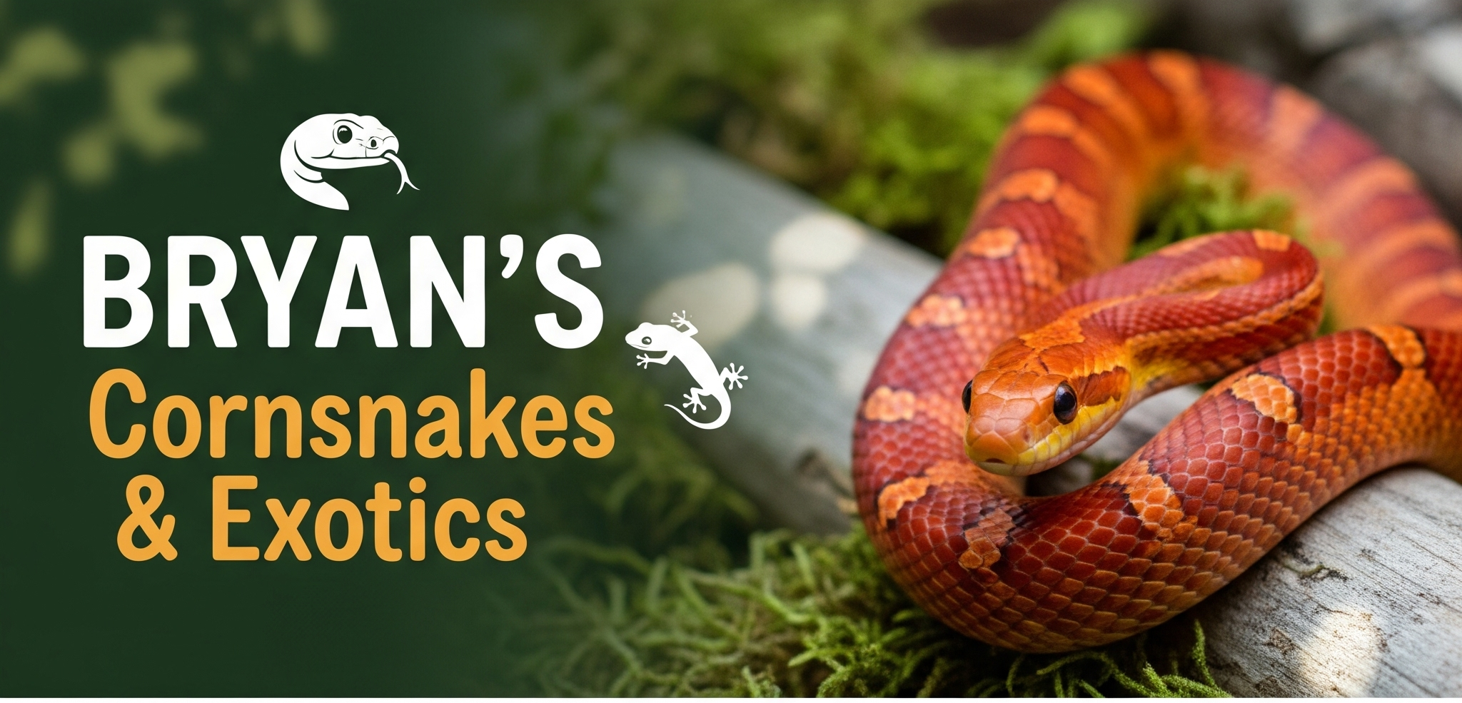 Bryan's Cornsnakes & Exotics cover image