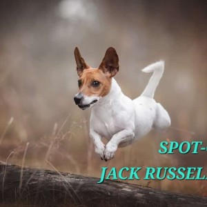 Spot-On Jack Russells logo