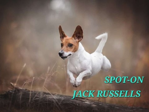 Spot-On Jack Russells logo