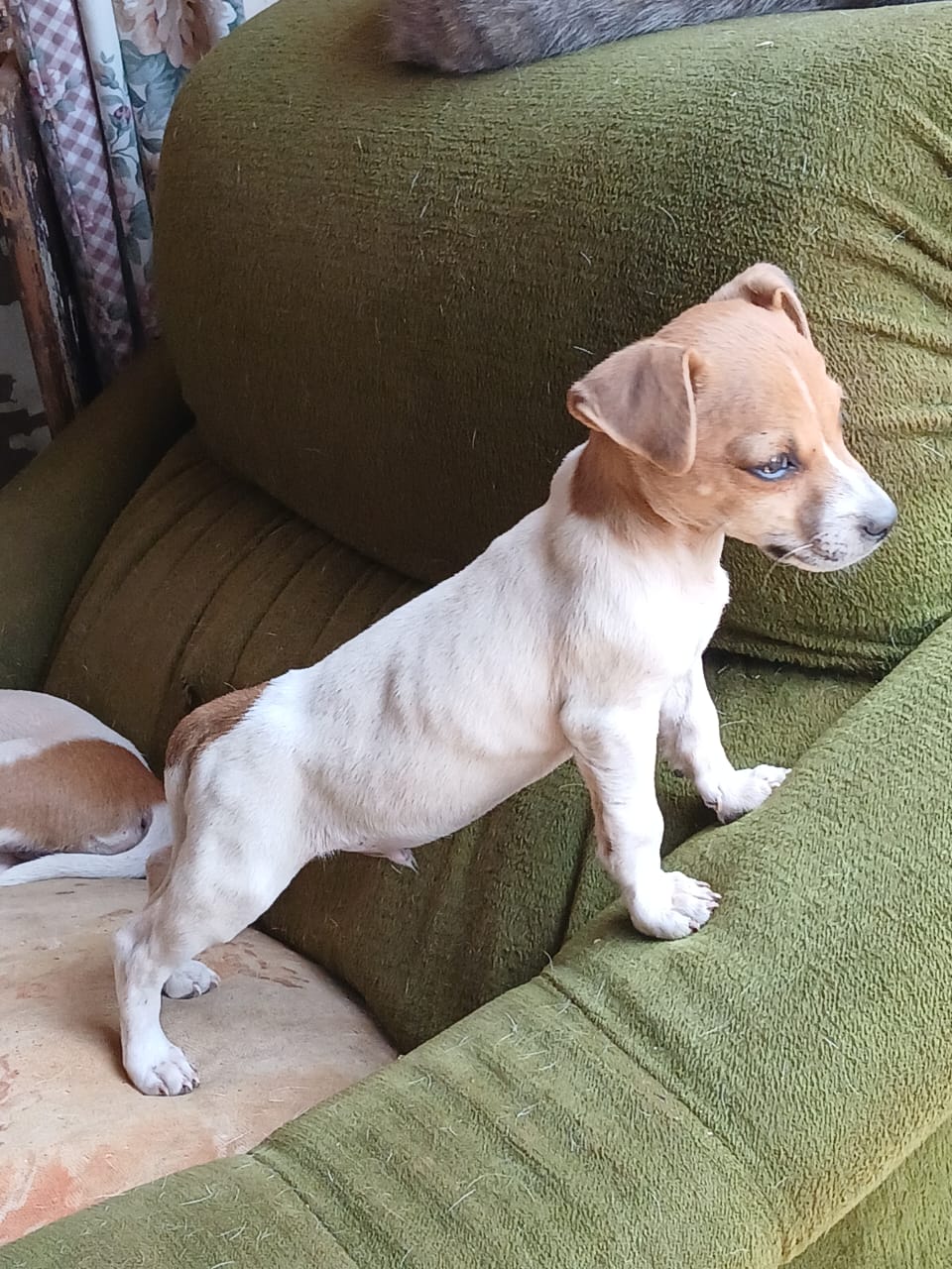 Spot-On Jack Russells cover