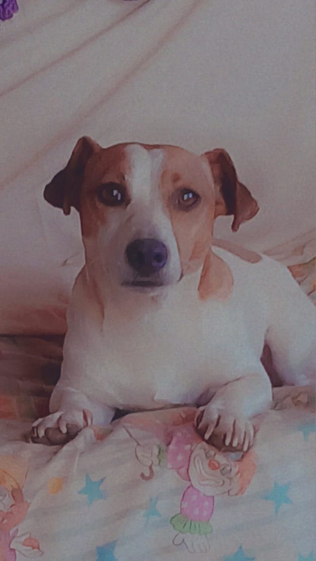 Spot-On Jack Russells photo 2