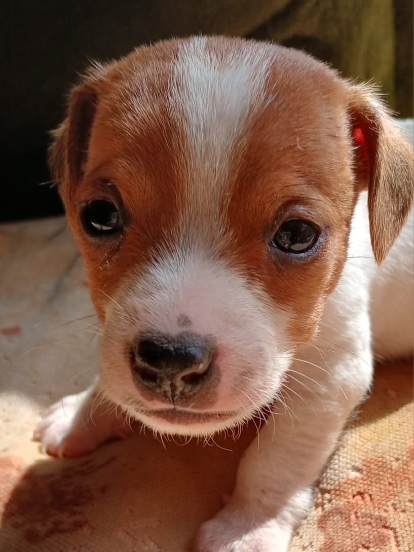 Spot-On Jack Russells photo 1