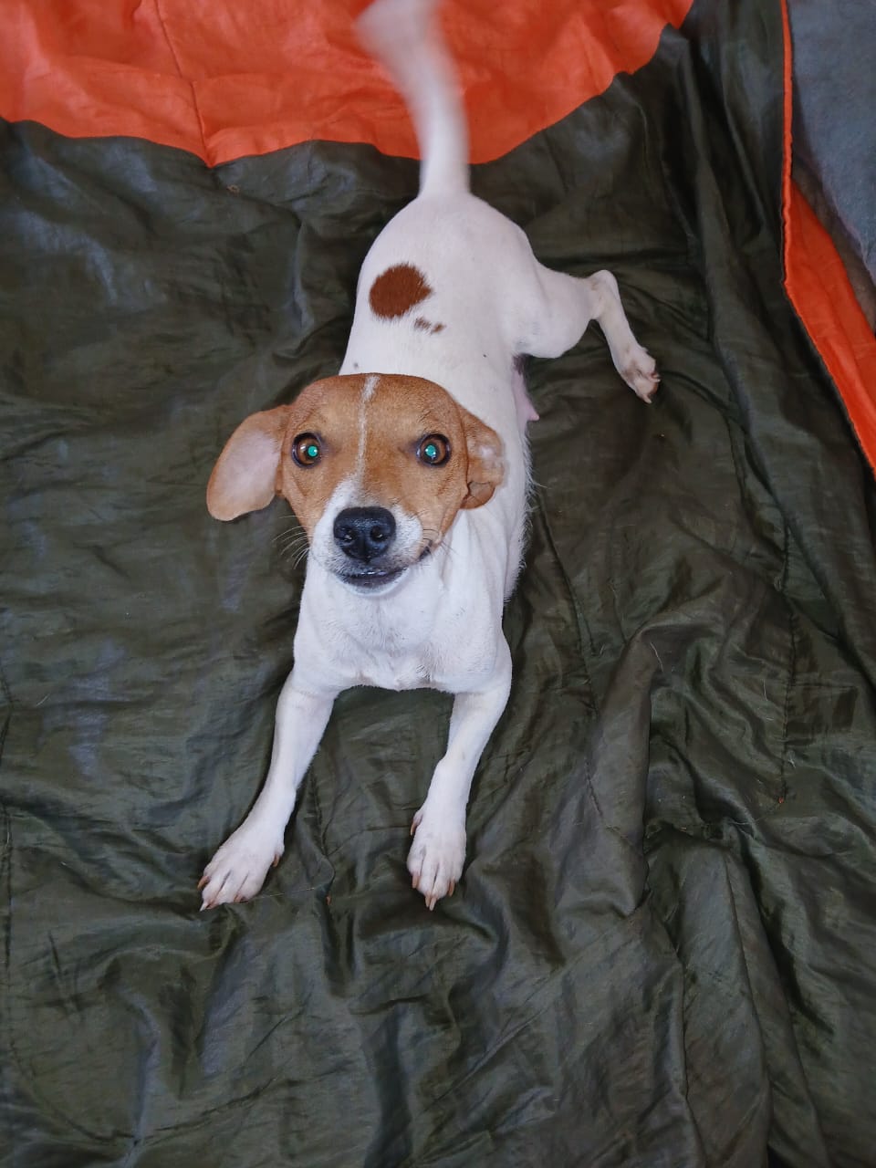 Spot-On Jack Russells photo 3