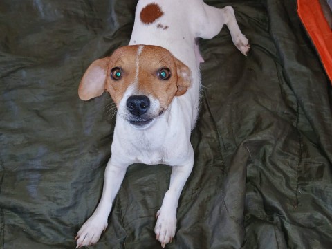 Spot-On Jack Russells photo 3
