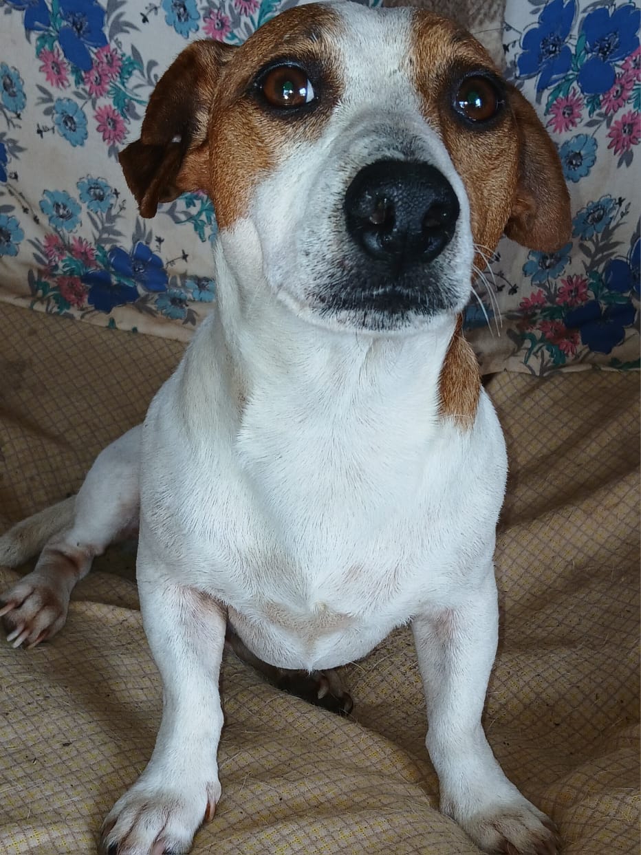 Spot-On Jack Russells photo 4