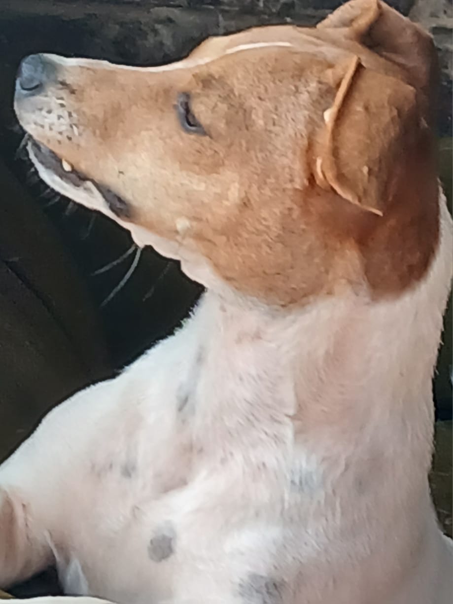 Spot-On Jack Russells photo 5