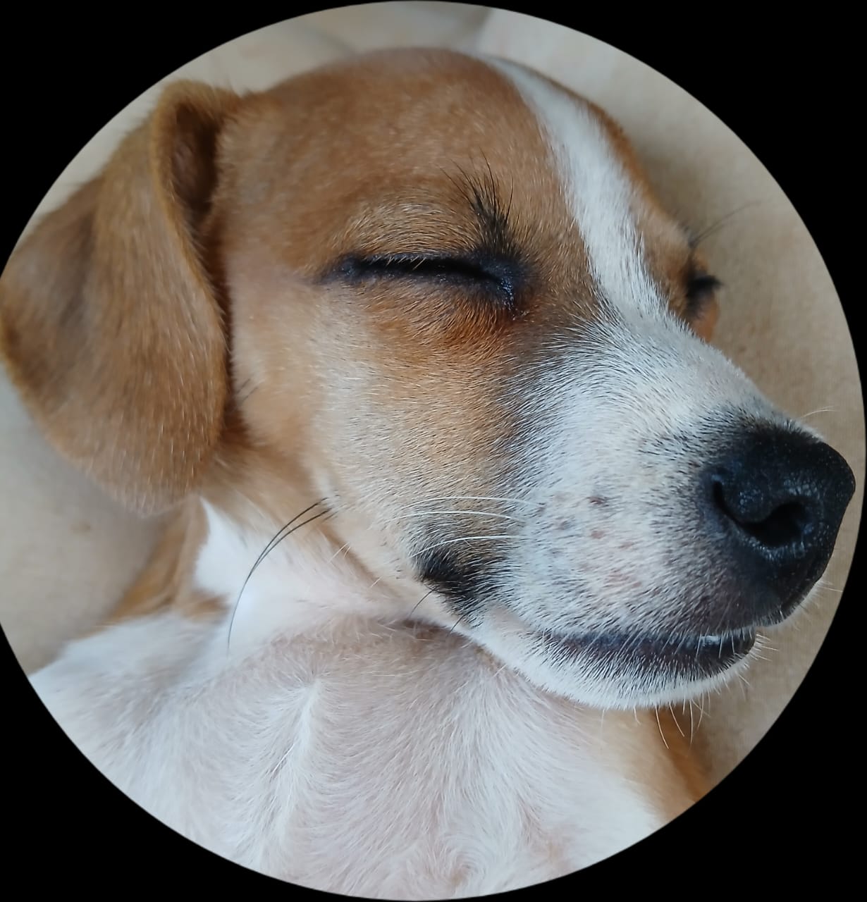 Spot-On Jack Russells photo 6