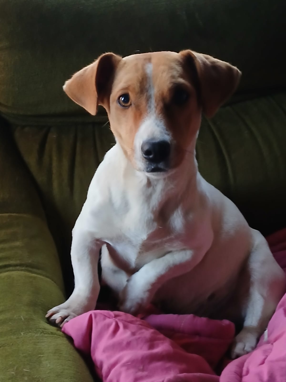 Spot-On Jack Russells photo 7