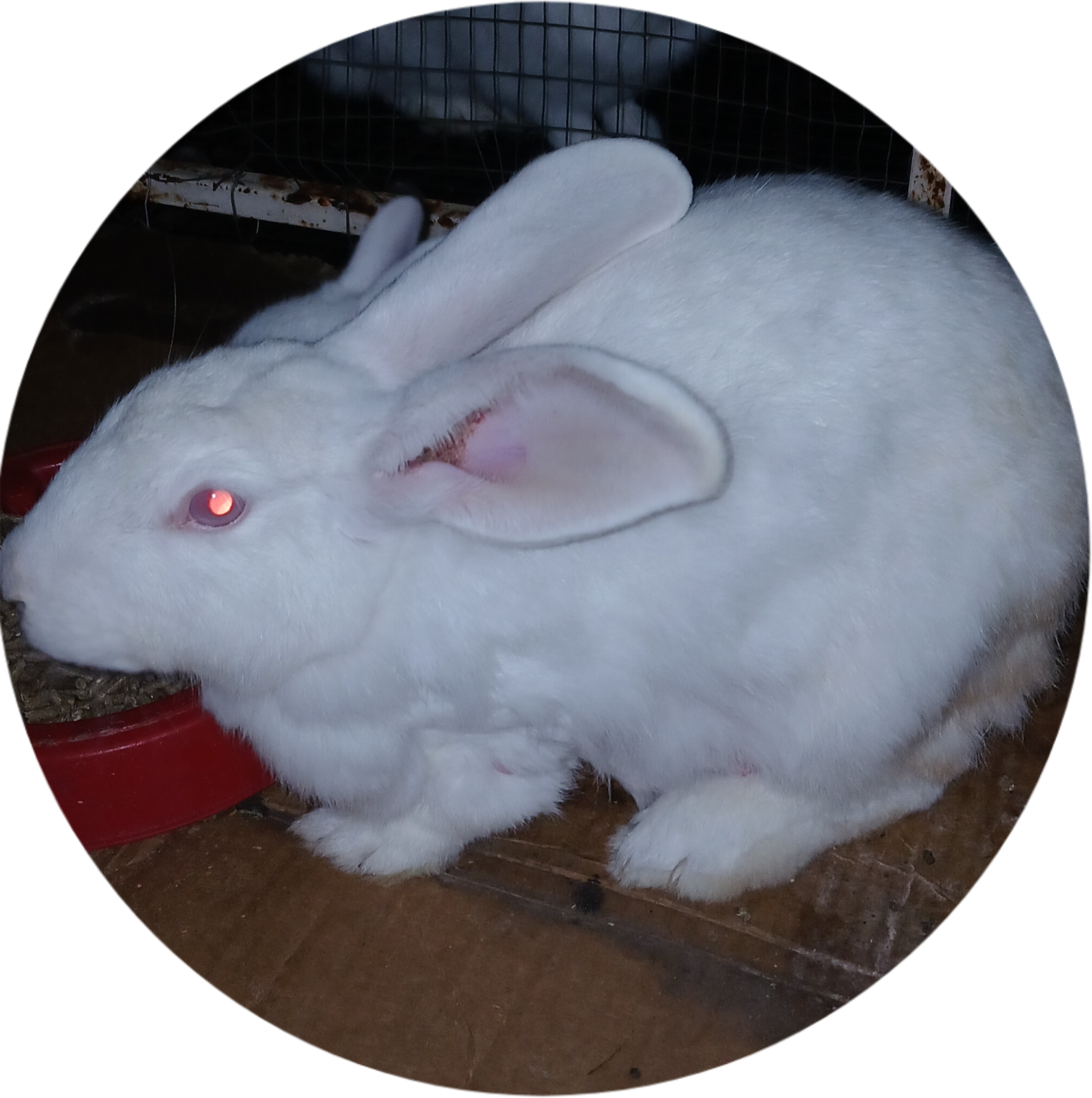 Mary Hoppins Rabbitry photo 1