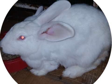 Mary Hoppins Rabbitry photo 1