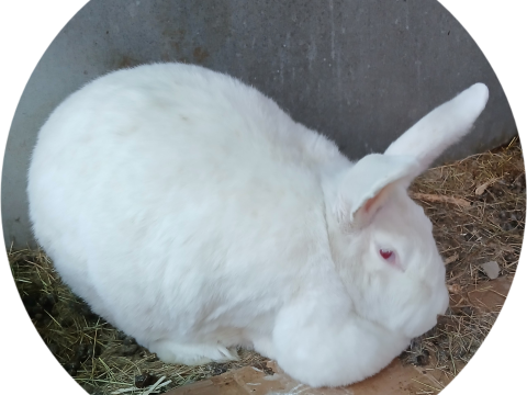 Mary Hoppins Rabbitry photo 2