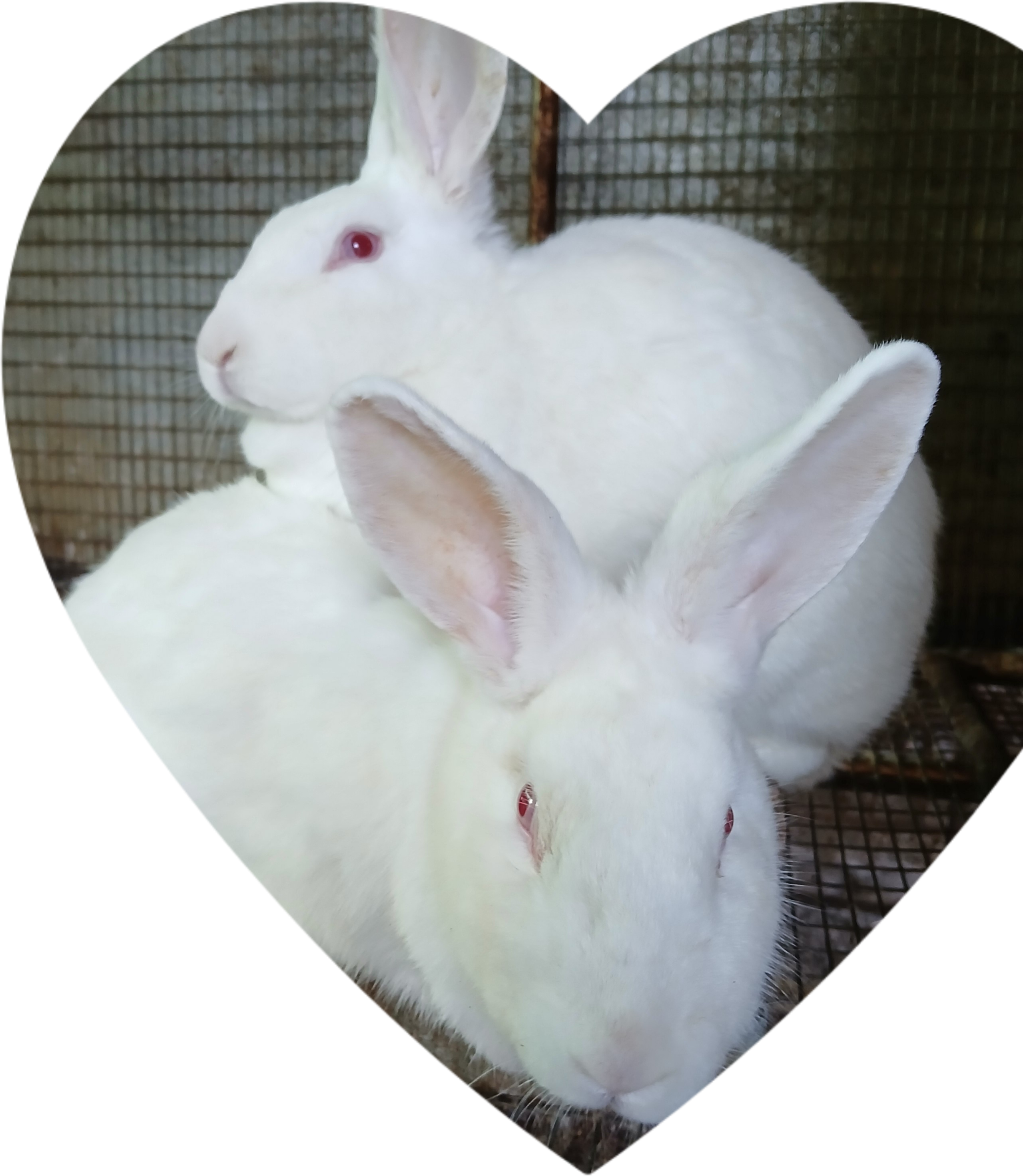 Mary Hoppins Rabbitry photo 3