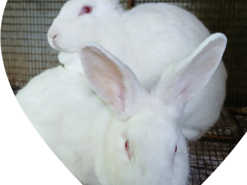 Mary Hoppins Rabbitry photo 3
