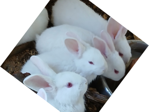 Mary Hoppins Rabbitry photo 4