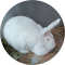 Mary Hoppins Rabbitry