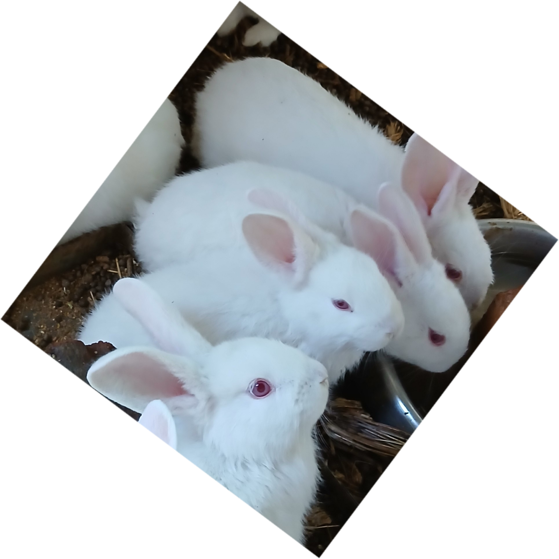 Mary Hoppins Rabbitry cover