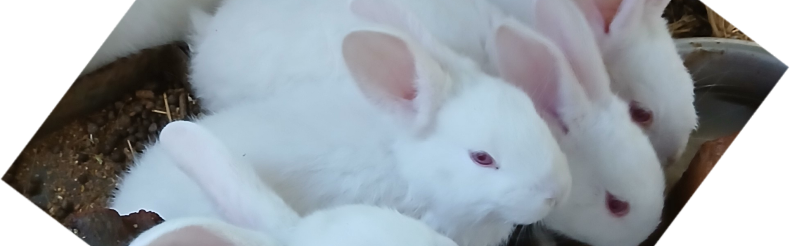 Mary Hoppins Rabbitry cover