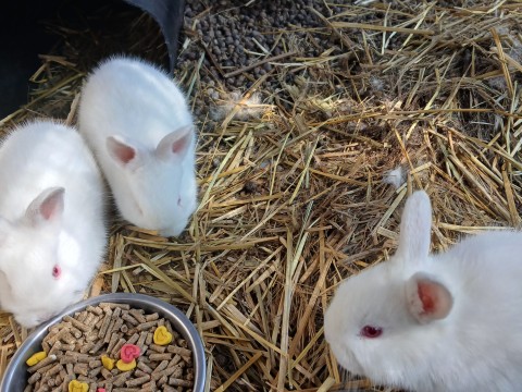 New-Zealand White babies photo 1