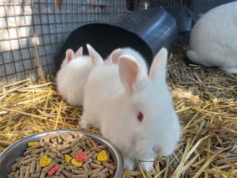 New-Zealand White babies photo 2