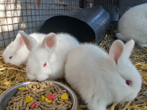New-Zealand White babies photo 3