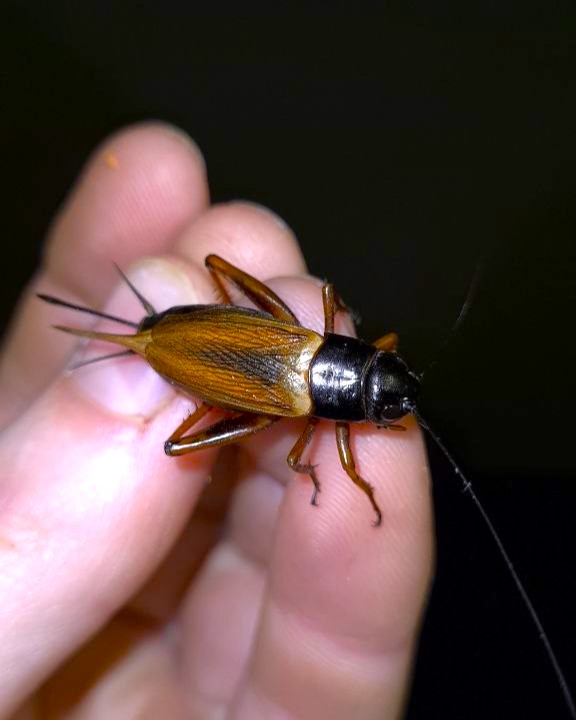 Feeders For Africa photo 1