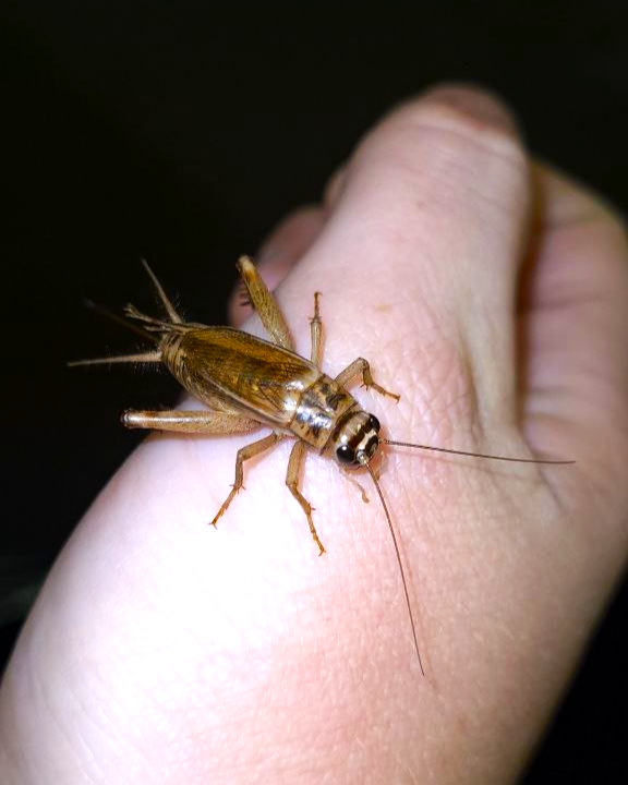 Feeders For Africa photo 3