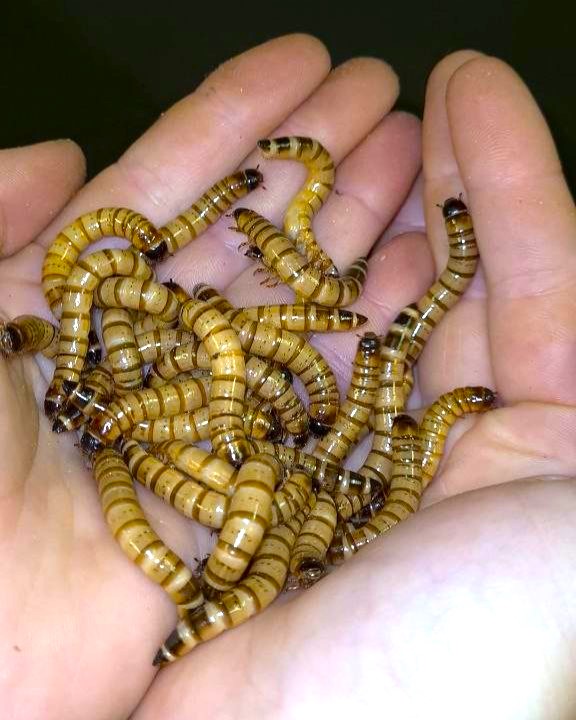 Feeders For Africa photo 7