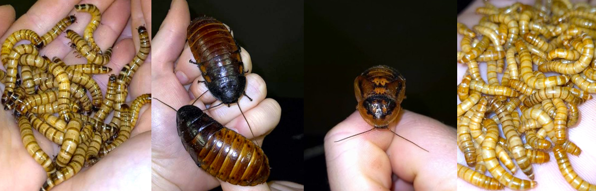 Feeders For Africa cover