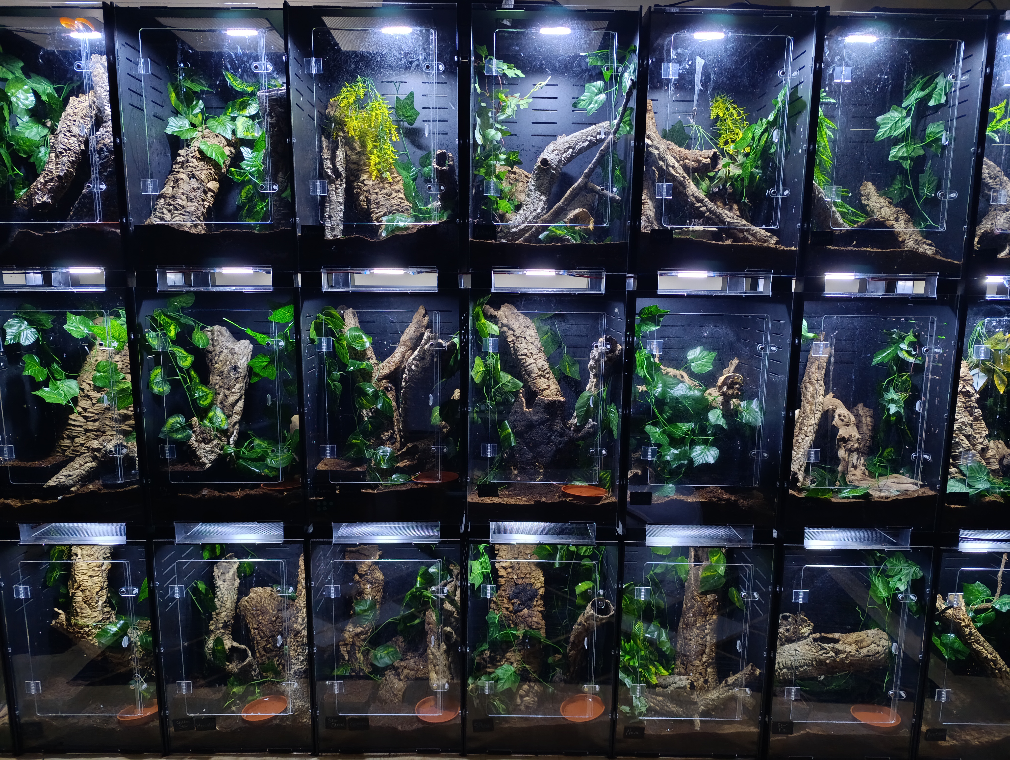 Galaxy Geckos Za photo 1