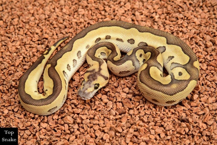 Ball Python 2024H11