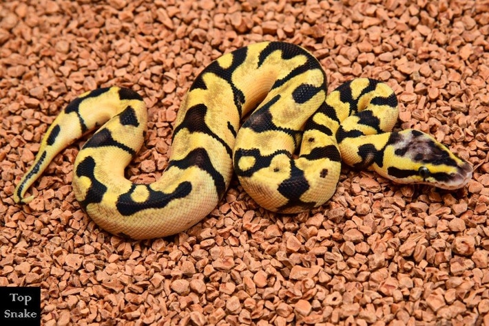 Ball Python 2024G15