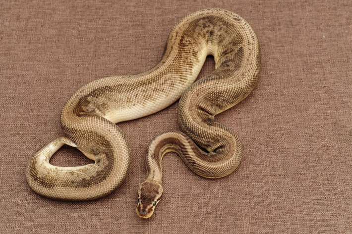 Ball Python Callie