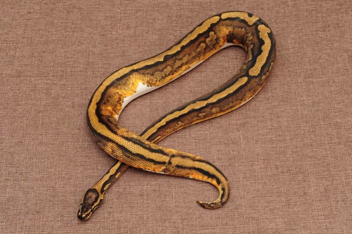 Ball Python Sugar