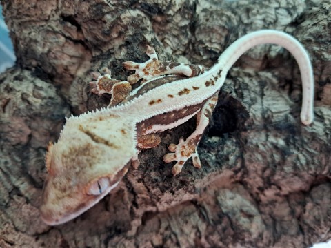 Crested Gecko — Crested Gecko