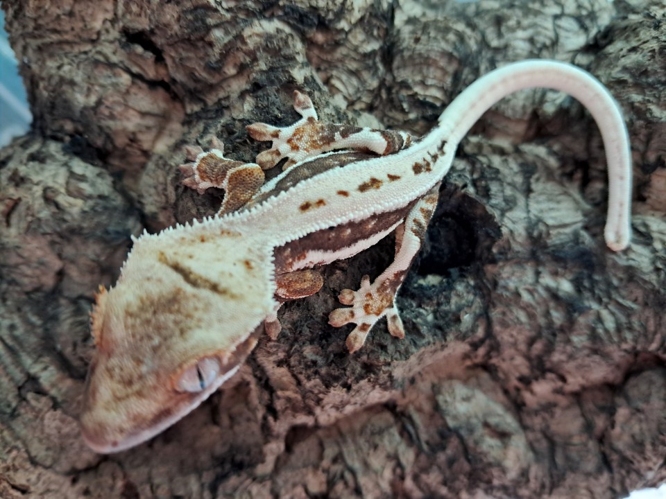 Crested Gecko Crested Gecko