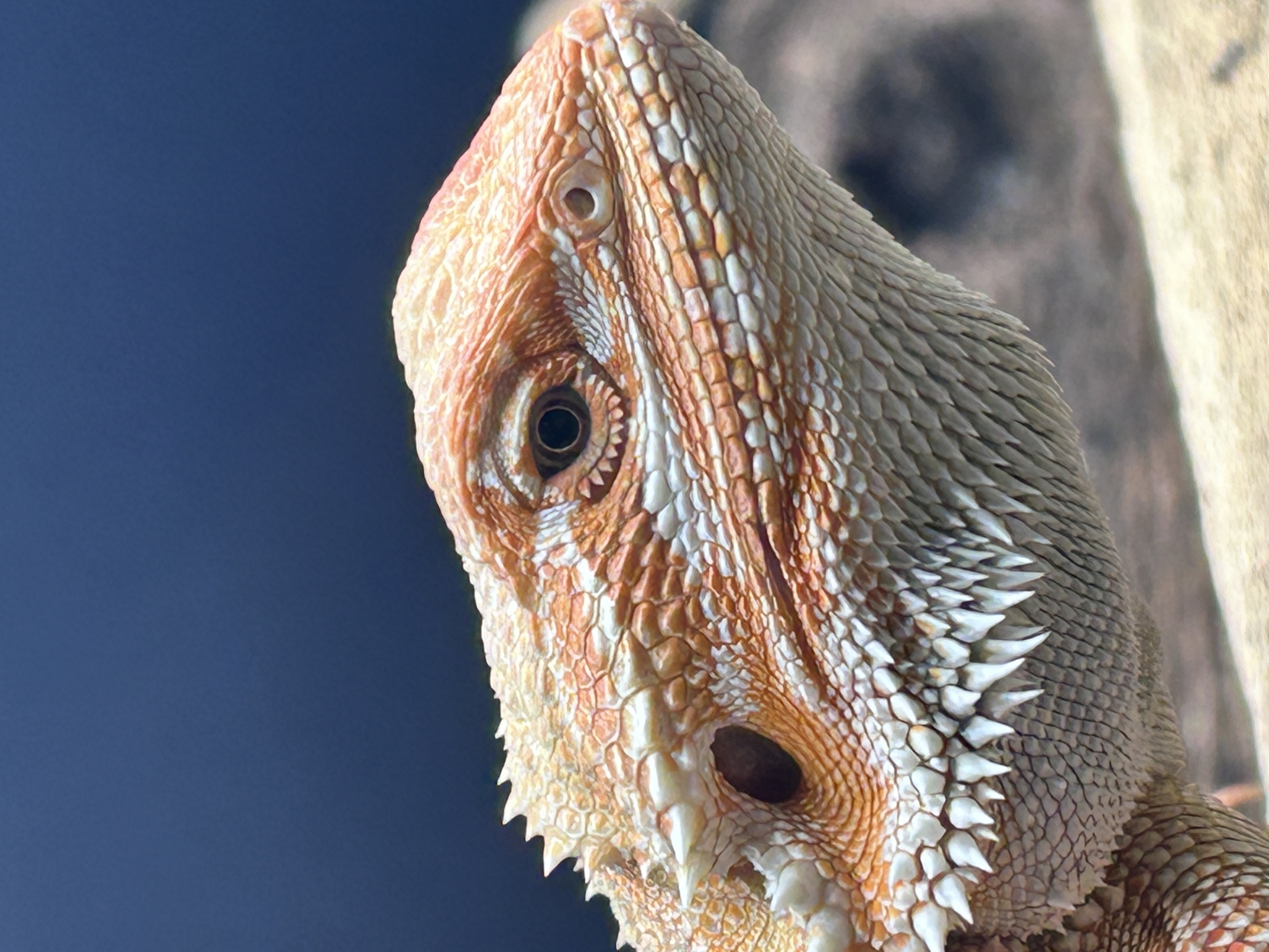 Image of Houdini 1